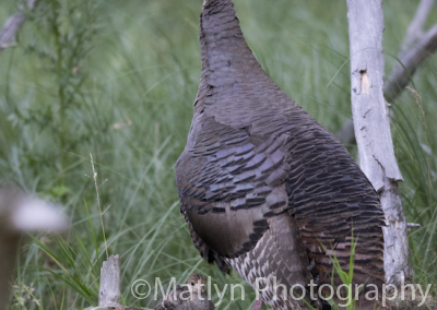 Wild Turkey - Ludington